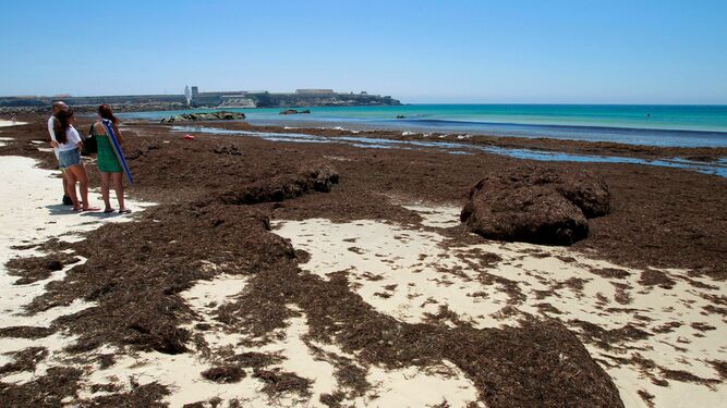Playa de los Lances, Tarifa, cubierta de algas